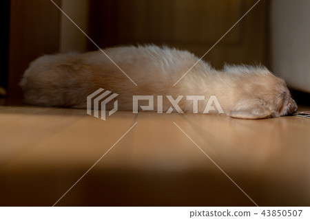 Rear view of old dog Dax 43850507