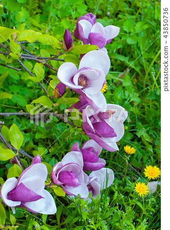 tender pink and white flowers on a bush against a tender pink and white flowers on a bush against a 43850736