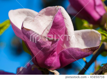 Beautiful opened lush pink flower, photographed cl Beautiful opened lush pink flower, photographed cl 43850738