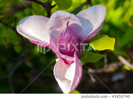 A beautiful lush flower with huge pink petals, sho 43850740