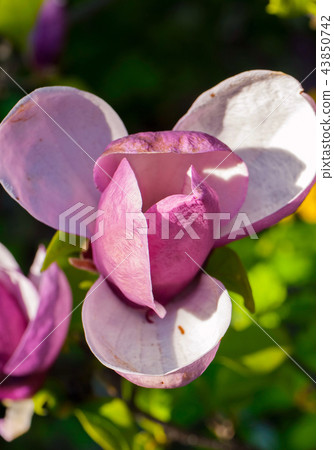 The pink flower is half-opened and very beautiful 43850742