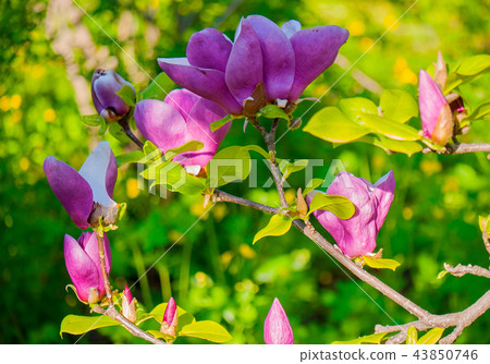 Flower with beautiful pink petals on a branch with 43850746