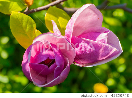 pink color beautiful blossoming petals of a beauti 43850748