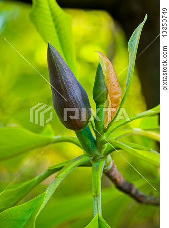 elegant transparent green flower leaves with a bud elegant transparent green flower leaves with a bud 43850749