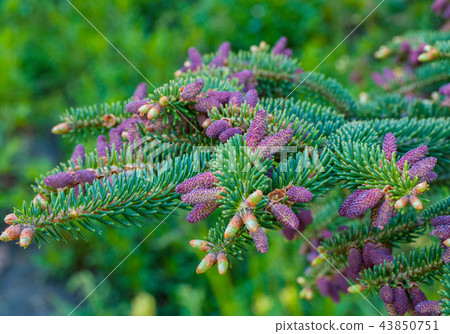 Macro photography of a beautiful green spruce bran 43850751