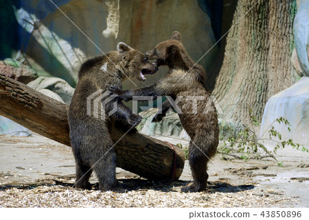 Two children of brown bear are playing at the zoo 43850896