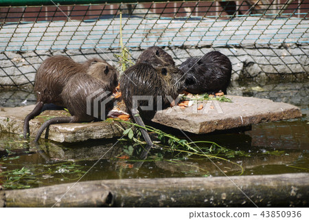 Fluffy long-tailed wet beasts got out of the water 43850936