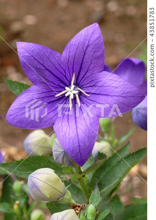 Bell flower Platycodon grandiflorus Bell flower Platycodon grandiflorus 43851783