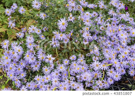 Aster x frikartii 'Mnch' - English Autumn 43851807