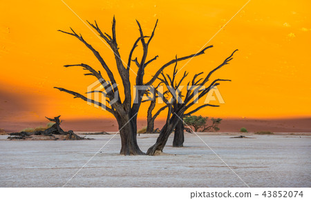 Dead Camelthorn Trees in Deadvlei, Sossusvlei, Nam Dead Camelthorn Trees in Deadvlei, Sossusvlei, Nam 43852074