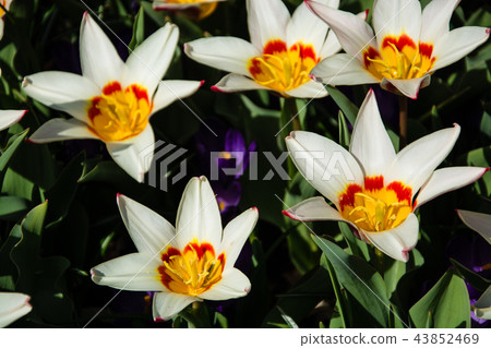 Tulips in Spring Time 43852469