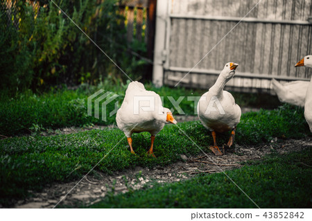 angry goose walking in the village on the lawn angry goose walking in the village on the lawn 43852842