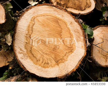 Cross section of a tree. Top view of tree rings Cross section of a tree. Top view of tree rings 43853330