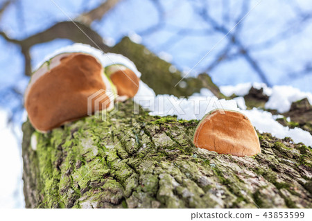 Close-up parasit mushroom on bar of oak tree. Bottom view. Blue sky on a background 43853599