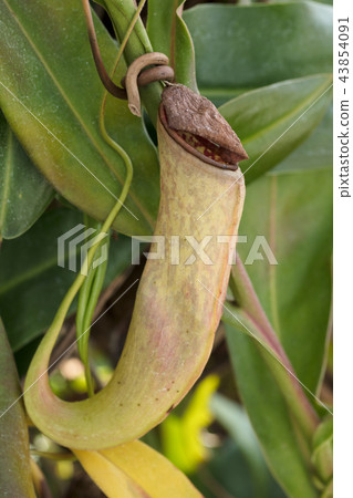 Ugubon Kuzura 43854091