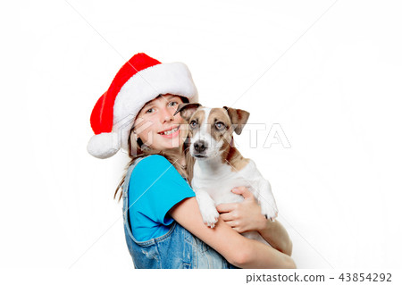 girl in Christmas hat with jack russell terrier dog 43854292
