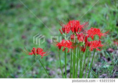 Autumn flower Autumn red flower Autumn flower Autumn red flower 43855504