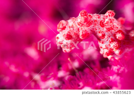 侏儒海水管 43855623