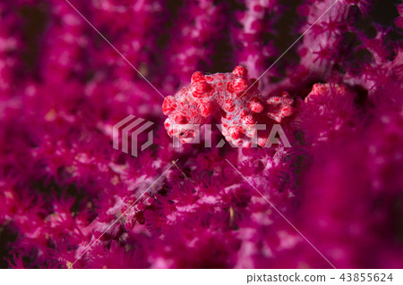 侏儒海水管 43855624