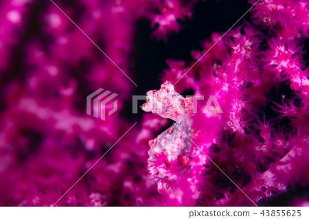 侏儒海水管 43855625