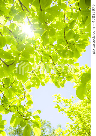 清新的綠色和陽光 清新的綠色和陽光 43855979