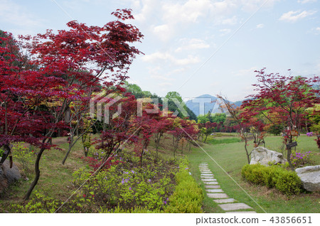 Gangwon Province, Korea, Nami Island Gangwon Province, Korea, Nami Island 43856651