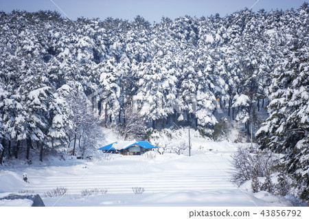 江原道,韓國,雪景 江原道,韓國,雪景 43856792