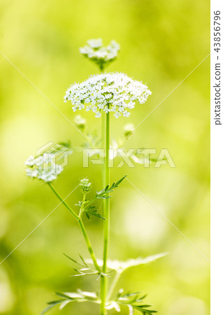 鮮花,白色 鮮花,白色 43856796