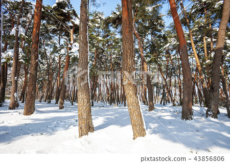 Gangwon-do, South Korea, Gangwon-do, South Korea, 43856806