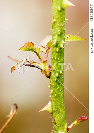 鮮花,玫瑰 鮮花,玫瑰 43856847
