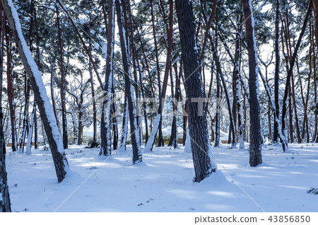 Gangwon-do, South Korea, 43856850