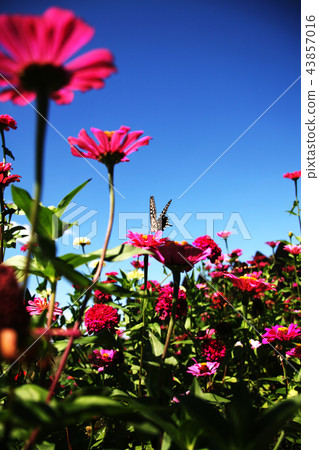 Wild flowers, Wild flowers, 43857016