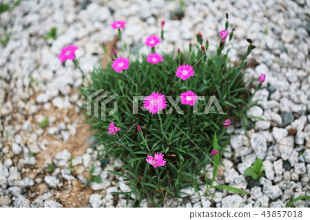 Wildflower Wildflower 43857018