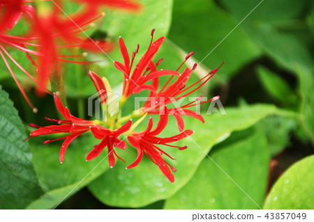 Jeollanam-do, the glory, 43857049