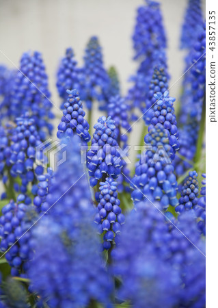 Flowers, Muscari Flowers, Muscari 43857135