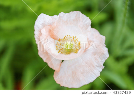 鮮花，罌粟 43857429