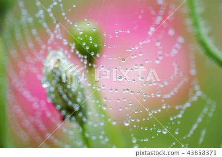 Poppy, flower peaks, spider web, water droplets Poppy, flower peaks, spider web, water droplets 43858371