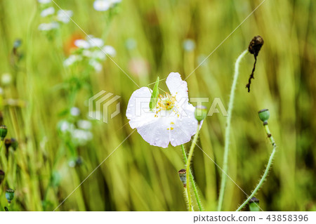 Poppy, petal, water droplets Poppy, petal, water droplets 43858396