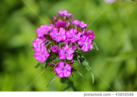 粉色植物 43858586