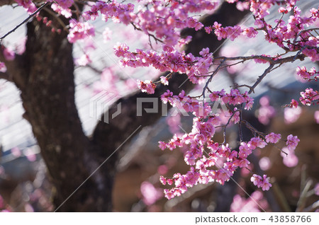 Jeollanamdo, Hwaeomsa Temple Jeollanamdo, Hwaeomsa Temple 43858766