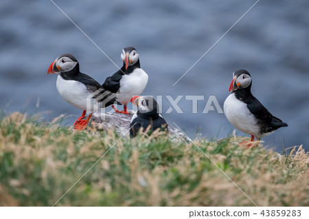 Cute Atlantic Puffin - ratercula arctica in Borgar 43859283