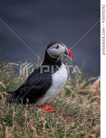 Cute Atlantic Puffin - ratercula arctica in Borgar 43859292