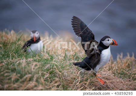 Cute Atlantic Puffin - ratercula arctica in Borgar 43859293