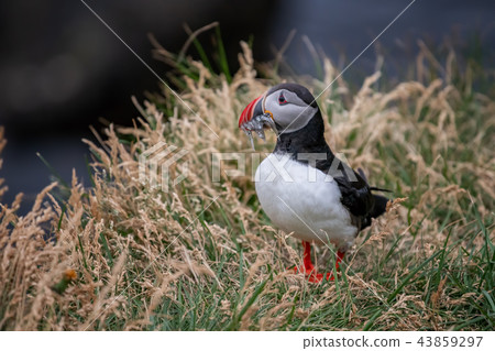Cute Atlantic Puffin - ratercula arctica in Borgar 43859297
