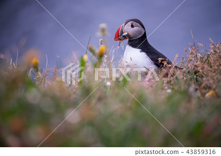 Cute Atlantic Puffin ,Iceland. 43859316