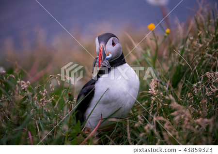Cute Atlantic Puffin ,Iceland. Cute Atlantic Puffin ,Iceland. 43859323