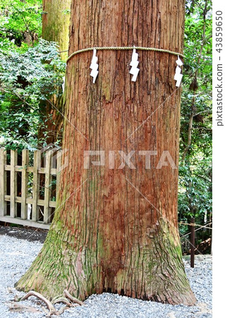 初夏的高千穗 43859650