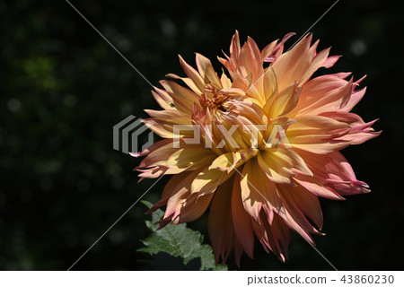 Dahlia (Asama plateau) 43860230
