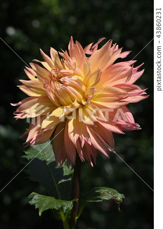 Dahlia (Asama plateau) 43860231
