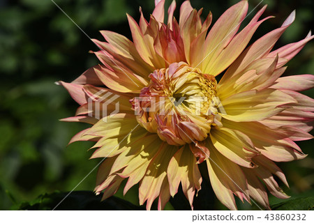 Dahlia (Asama plateau) 43860232